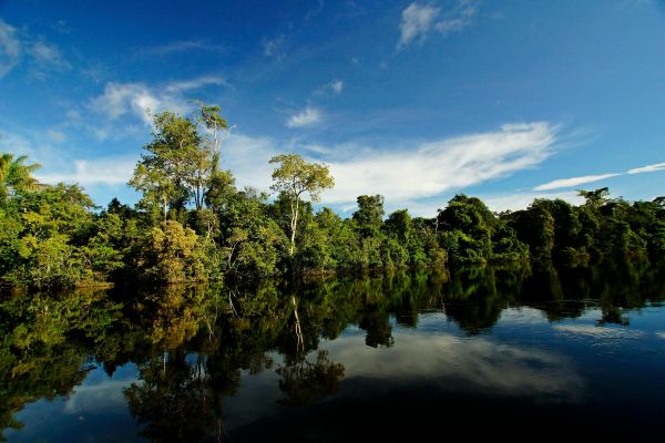 Photo libre de droit amazonie