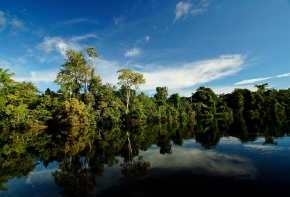 Photo libre de droit amazonie